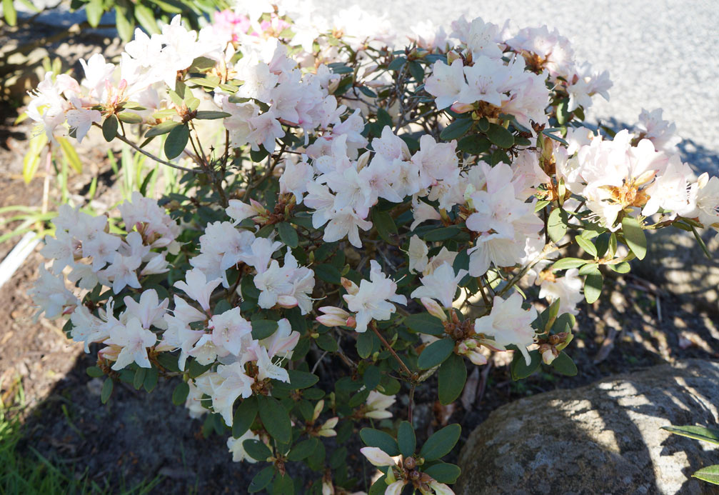 R. keiskei cordifolia x racemosum 7. maj 2018